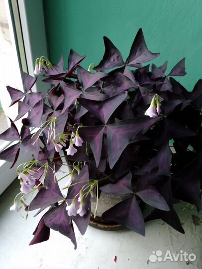 Комнатные цветы кислица