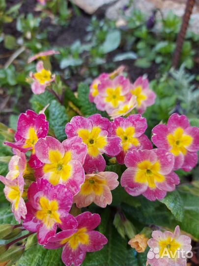 Примулы много разных