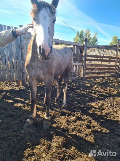 Кобыла тяжеловоз