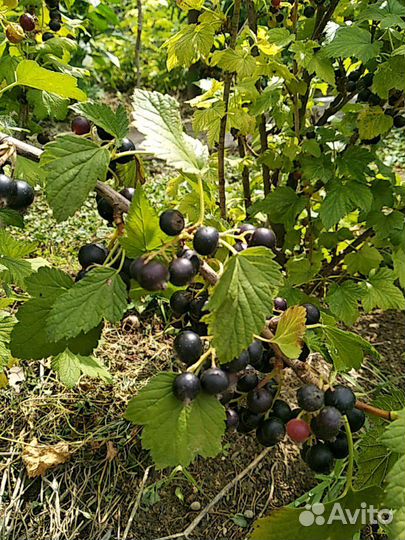 Саженцы чёрной смородины.Круглый год