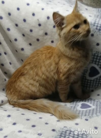 Котик ищет дом