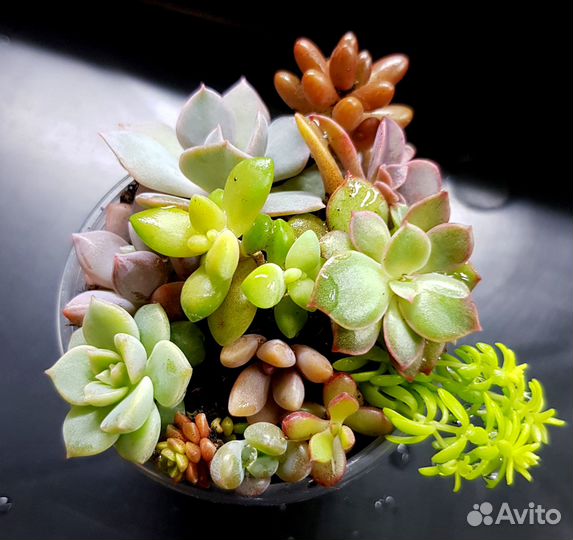 Набор суккулентов для садика, флорариума