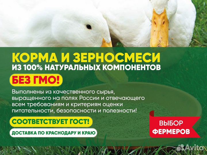 Просо красное