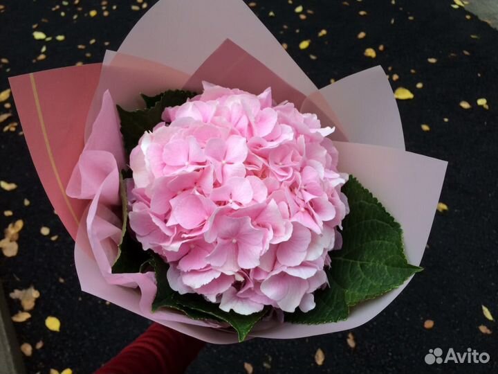 Гортензия.Букеты из гортензий. Доставка