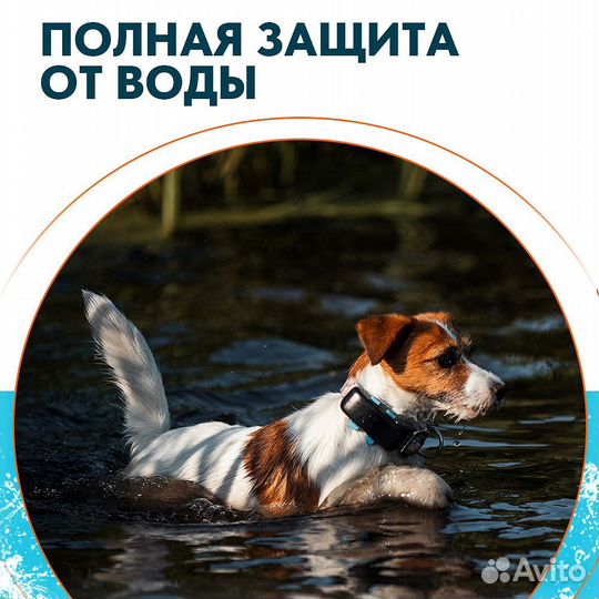 Gps ошейник для охотничьей собаки