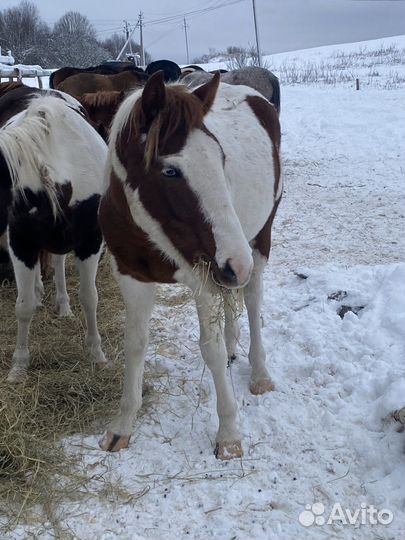 Жеребец 2,5 лет