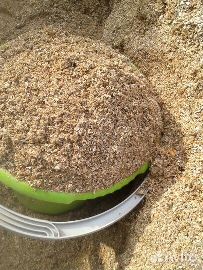 Ракушка не каспийская,речная,чистая