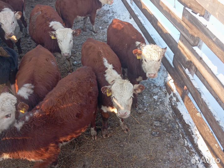 Герефорд телята