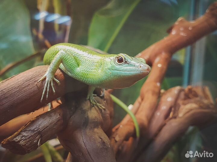 Выезд герпетолога на дом по Москве и Подмосковью