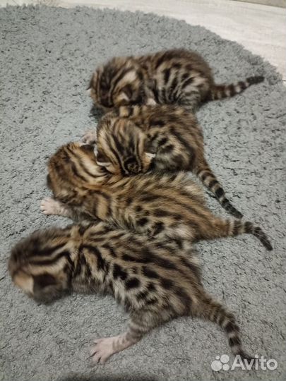 Бенгальский золотые девочки