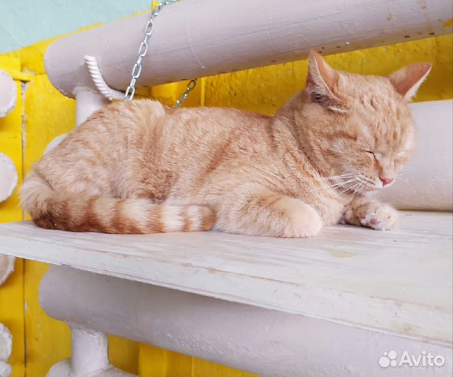 Кошка Рыжуля в добрые руки