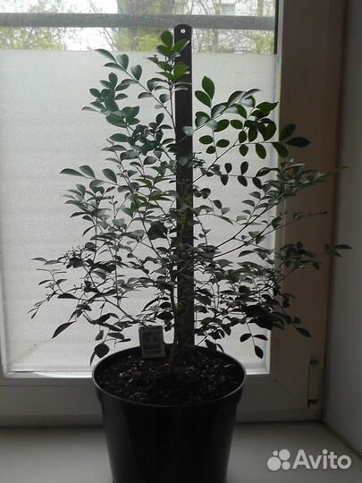 Муррайя взрослая