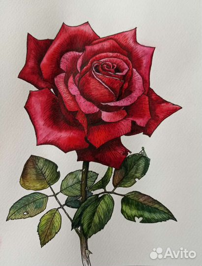 Роза картина