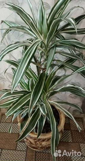 Комнатные растения взрослые цветы