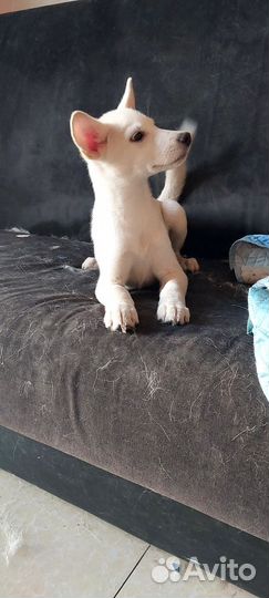 Песик ищет себе дом