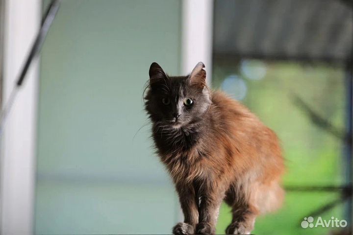 Милашка Мышка ищет дом