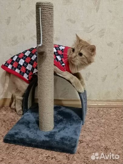 Передержка животных на время отпуска