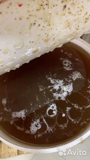 Мед кориандр