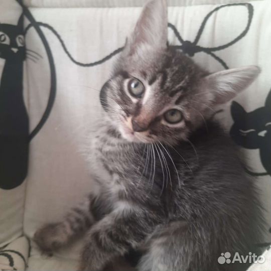 Котики и кошечки в добрые руки