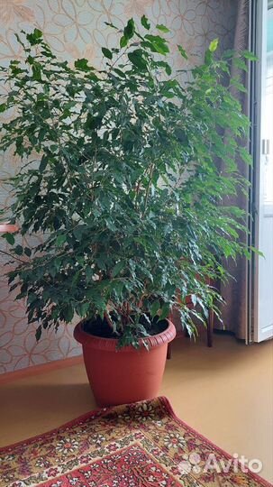 Фикус бенджамина большой
