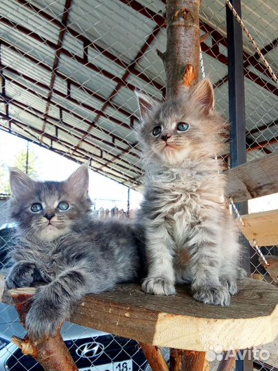 Котята мейн-кун