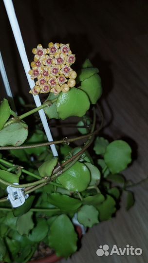 Хойя hoya