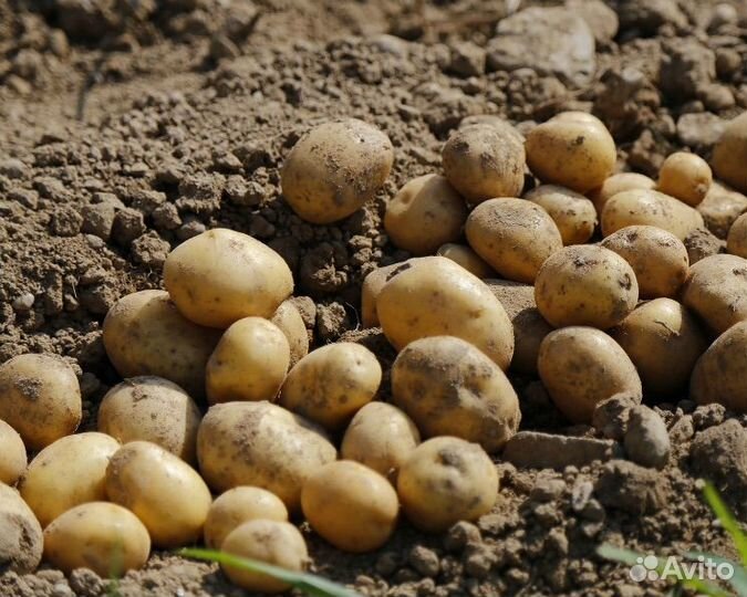 Продам картофель, урожай 2023