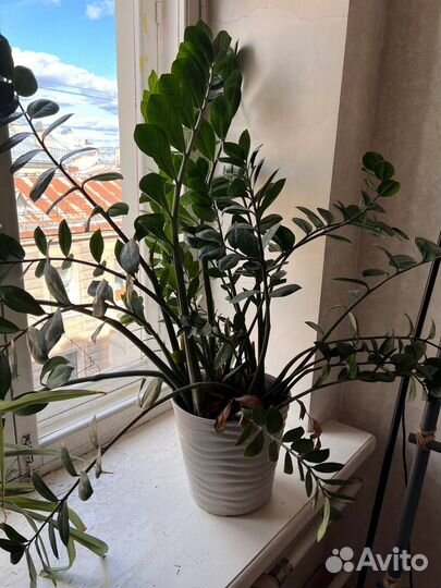 Замиокулькас