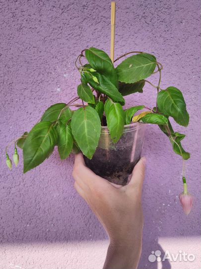 Коллекция фуксий