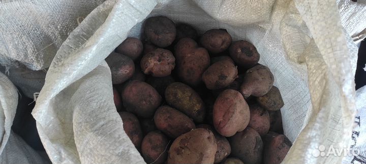 Продам картофель