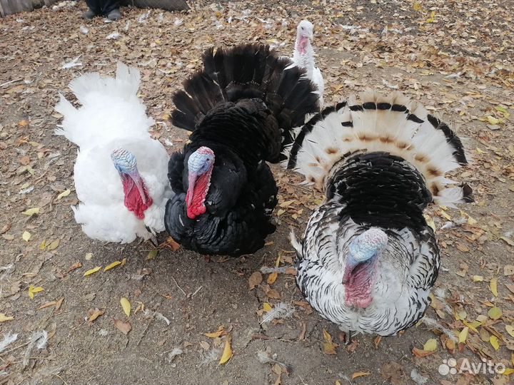 Мясо домашней птицы