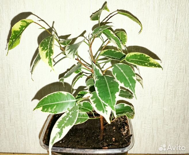 Фикус Бенджамина сорт 