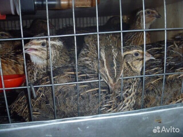 Перепела,инкубационное яйцо