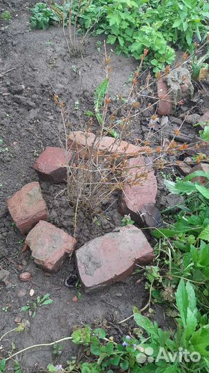 Гранат саженец