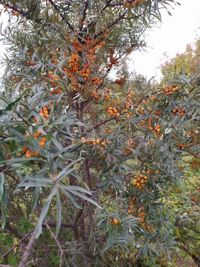 Дом 20 м² на участке 10 сот.