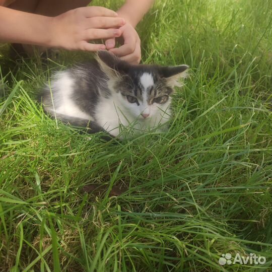 Кошки в добрые руки