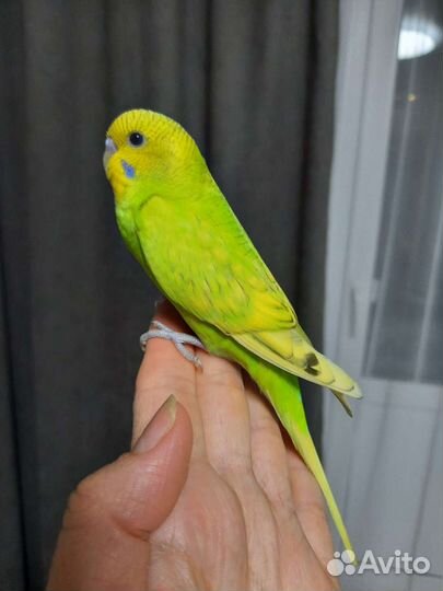 Волнистый попугай (самка)