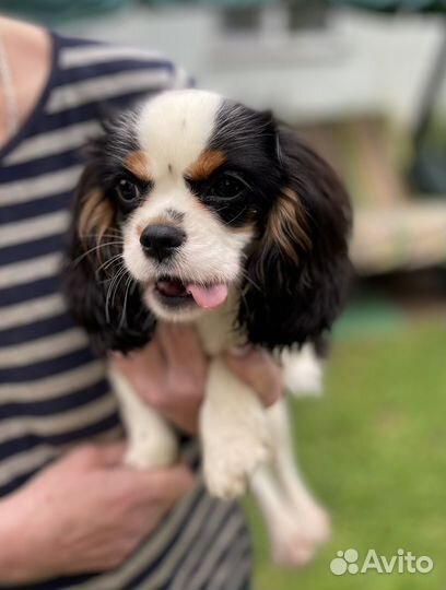 Кавалер кинг чарльз спаниель