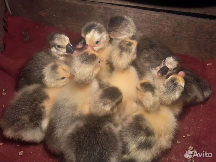 Гусята Линда и Холмогор