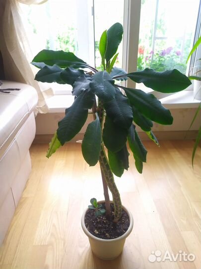 Комнатные растения. Молочай