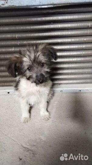 Щенок в добрые руки бесплатно