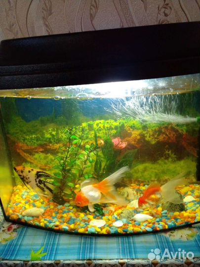 Аквариумные рыбки