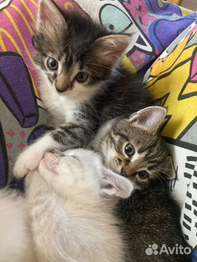 Котята в добрые руки