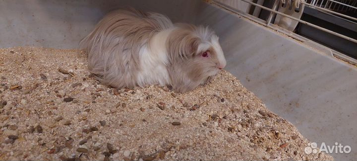 Морские свинки