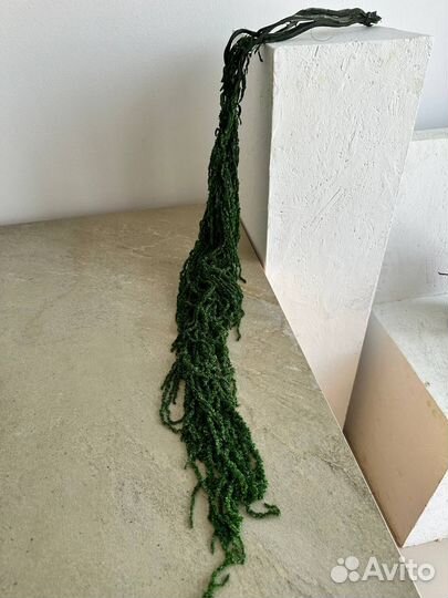 Амаpaнт крапива, ель, утолщенный