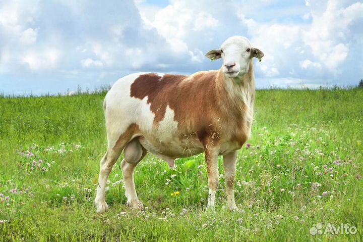 Овцы Катумская