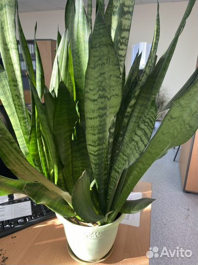 Сансевиерия (щучий хвост). Высота 65 см