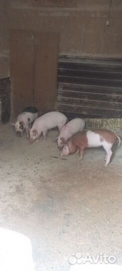 Поросята ландрас дюрок