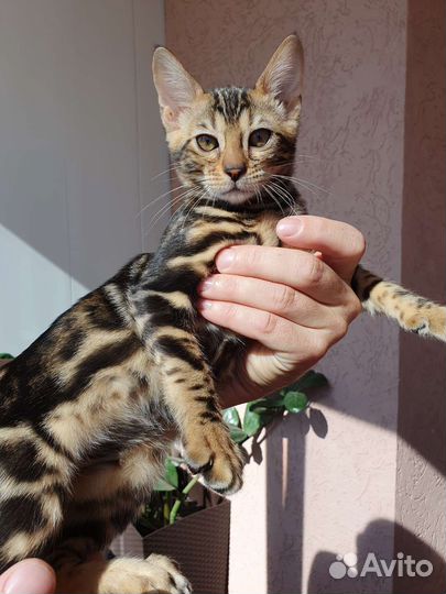Бенгальские котята