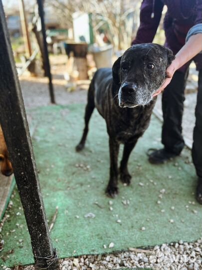 Метис кане-корсо